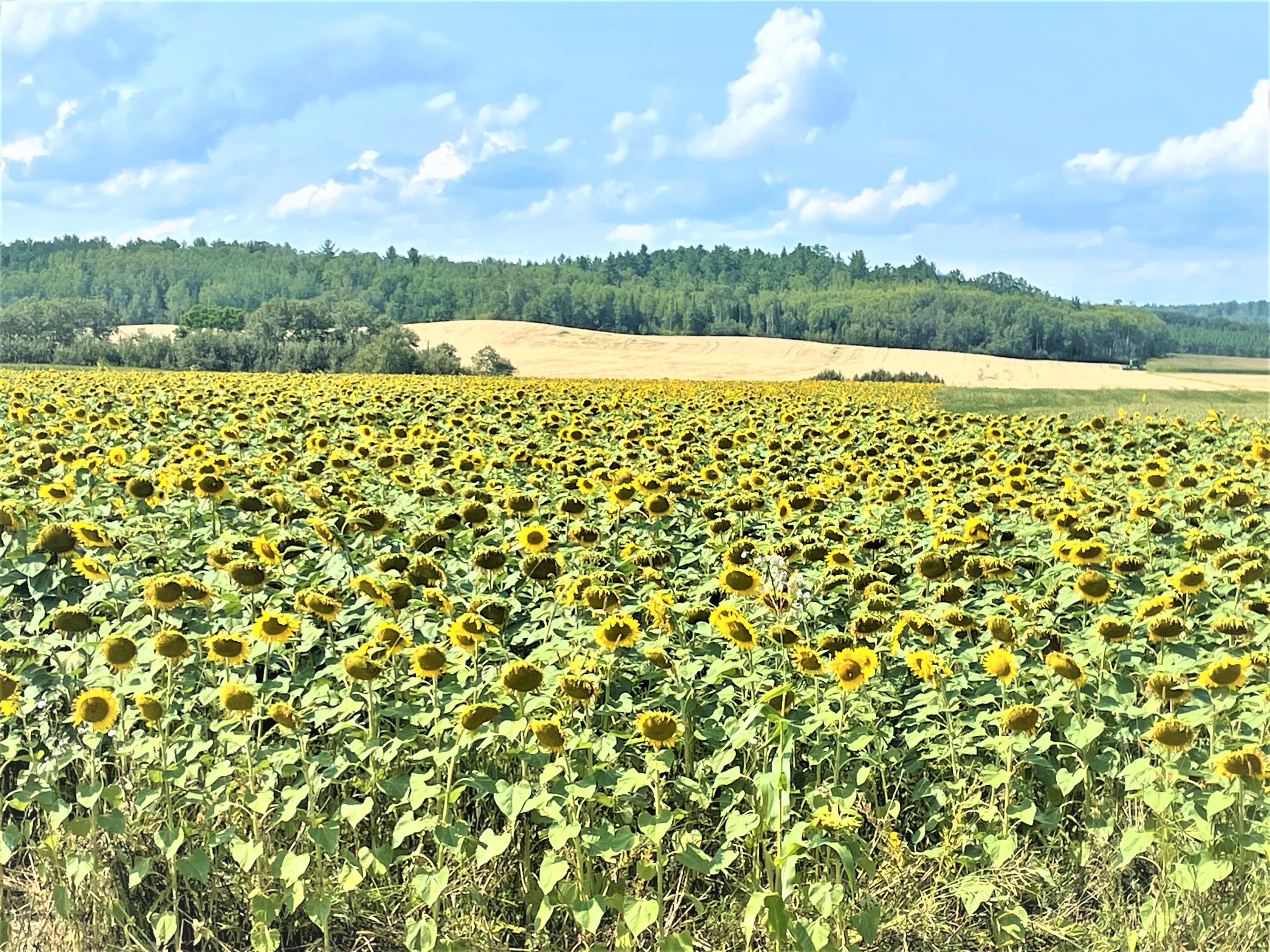 Le champs de tournesols de la ferme Maline.